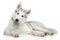 Siberian Husky dog on white background