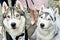 Siberian husky dogs couple with heterochromia, copy space. Bride and groom. Wedding concept