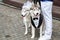 Siberian husky dogs couple with heterochromia, copy space. Bride and groom. Wedding concept