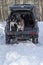 Siberian husky dogs jump out of the trunk of the car in the snow. Walk with your favorite Pets in the winter forest