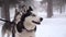 Siberian husky dogs on a leash portrait at winter in the forest