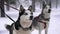 Siberian husky dogs on a leash portrait at winter in the forest