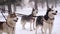 Siberian husky dogs on a leash portrait at winter in the forest