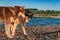 Siberian husky dogs play on the shore of a summer river. Happy Siberian husky gnaw a stick and take away from each other.