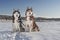 Siberian Husky dogs portrait in winter sunny landscape. Front view.