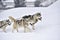 Siberian husky dogs pull a sled through fresh snow in the Carpathian Mountains.