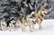 Siberian husky dogs pull a sled through fresh snow in the Carpathian Mountains.