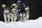 Siberian husky dogs pull a sled through fresh snow in Carpathian Mountains.