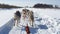 Siberian Husky dogs running