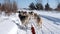 Siberian Husky dogs running