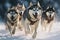 Siberian husky dogs running in the snow. Winter competition, Husky sled dog racing. Winter competition. Siberian husky dogs pull