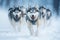 Siberian husky dogs running in the snow in winter, Husky sled dog racing. Winter competition. Siberian husky dogs pull sled with