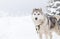 Siberian Husky dogs in the snow