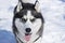 Siberian husky dogs for a walk