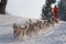 Siberian Husky dogsled on trail Sedivacek\'s long