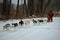 Siberian Husky Dogsledding