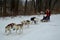 Siberian Husky Dogsledding