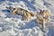 Siberian husky enjoying the snow