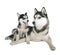 Siberian Husky Father and Son