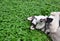 Siberian husky in field of clovers