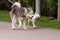 Siberian husky and French bulldog on a walk.