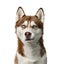 Siberian Husky in front of a white background