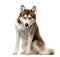 Siberian Husky in front of a white background