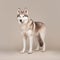 Siberian husky in full length, photography, studio photo. AI generated