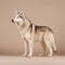 Siberian husky in full length, photography, studio photo. AI generated