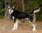 Siberian Husky German Shepherd mixed breed dog