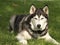 Siberian Husky in grass looking alert