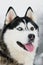 Siberian husky head portrait at