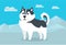 Siberian Husky Illustration in Flat Design