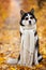 Siberian Husky by John Lennon. Reincarnation of John Lennon. Siberian Husky in the fall sits in sunglasses and a scarf in yellow l
