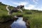 Siberian Husky jumping over the river, active, alert, and gentle dog