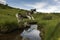 Siberian Husky jumping over the river, active, alert, and gentle dog