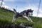 The Siberian Husky jumping over the river, dog which combines power, speed and endurance