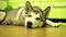 Siberian husky lies on the kitchen floor and looks around with sleepy eyes