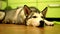 Siberian husky lies on the kitchen floor and looks around with sleepy eyes