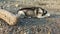 Siberian husky lies on a pebble. Black and white fur, blue eyes.