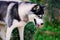 Siberian husky looking down at grass