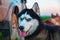 Siberian husky looking out. Smiling muzzle husky dog on background blue evening sky.