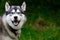 A Siberian husky looks to his master at dogschool