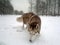 Siberian Husky loves snow