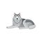 Siberian husky lying isolated on white background. Domestic animal with gray hair. Flat vector design