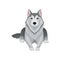 Siberian husky lying isolated on white background. Powerful dog with gray coat and blue shiny eyes. Flat vector design