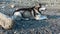 Siberian Husky is lying on a pebble, gnawing a branch.