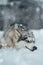 Siberian Husky is lying in the snow, gazing away into the distance with a contemplative expression