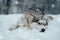 Siberian Husky is lying in the snow, gazing away into the distance with a contemplative expression