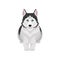 Siberian Husky lying, white and black purebred dog animal with blue eyes, front view vector Illustration on a white